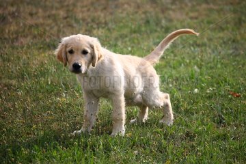Young Golden Retriever standing in a meadow France