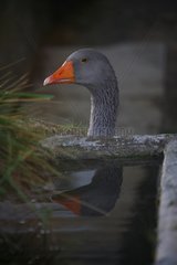 Domestic goose near a source Provence France
