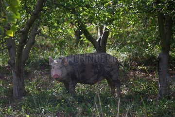 Pig standing in wood Provence France