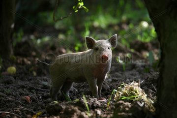 Young Pig standing in wood Provence France