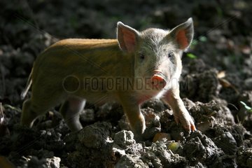 Young Pig standing in mud Provence France