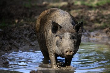 Pig standing in a puddle of mud Provence France