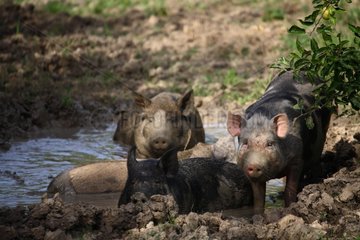 Pigs bathing in a pool of mud Provence France
