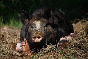 Female pig and young lying in the ground Provence France