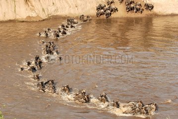 Wildebeest crossing the Mara River Masai Mara Kenya