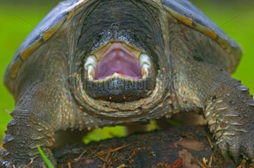Snapping Turtle yawning USA