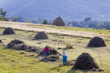 Peasants making the hays Mountain of Carpates Romania