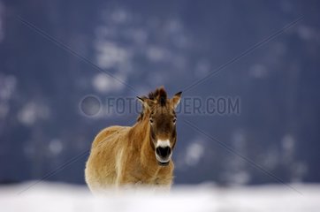Przewalski's horse walking in snow Germany