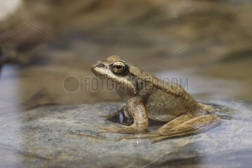 Pyrenean frog in a river Pyrenees Spain