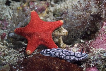 Starfish and Nudibranch Indian Ocean