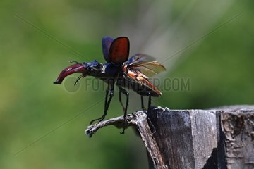 Stag beetle flying in summer Lozère