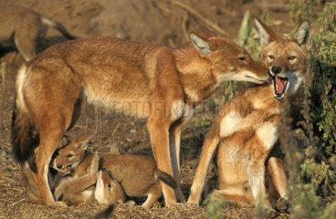 Loups d'Abyssinie et louveteaux Ethiopie