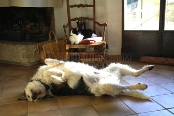 Cat and dog slept around a fireplace France