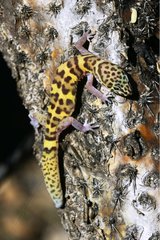 Banded gecko Sonoran desert Arizona USA