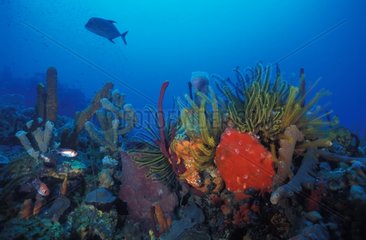 Eponges  coraux mous et crinoïdes La Dominique Caraïbes