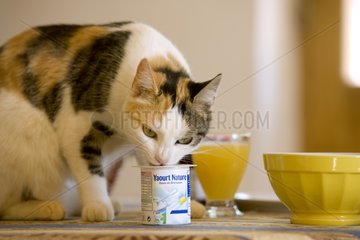 Tri-colored Alley cat eating a yoghourt on the table France