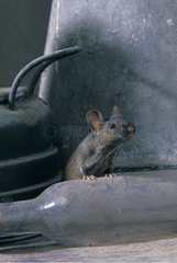 Common house mouse on an old bottle in an attic France