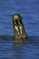 Riese Otter in Brasilien Pantanal Wasser
