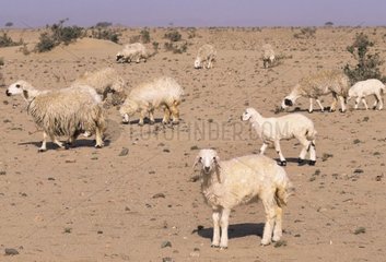 Schafe in einer Landschaft überpeaturiertes Saudi -Arabien