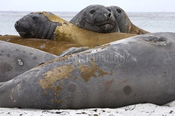 Northern elephant seals resting on a beach Falkland Islands