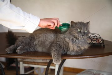 Chat being done brushing