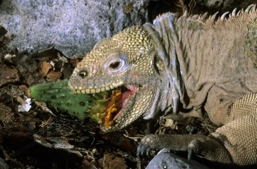Land Iguana eating a leaf of Cactus Galapagos Islands