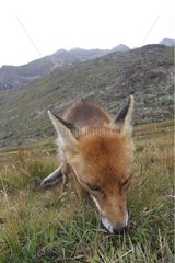 Red Fox  der den Boden Gran Paradiso Nationalpark duftet