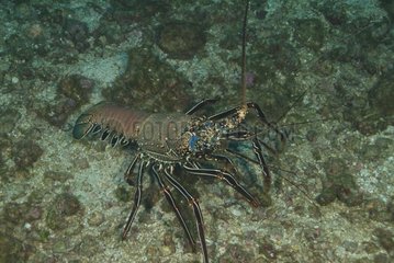 A Stripe-leg Spiny Lobster Socorro Is Mexico