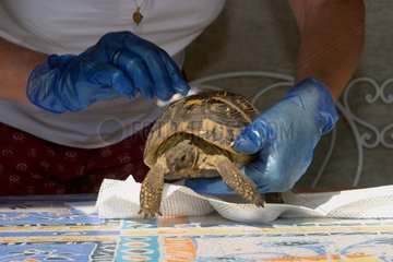 Pflege einer Schildkröte von Hermann  die durch einen Frankreich -Mäher verletzt wurde