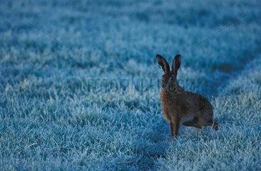 Hare portrait in winter in edge Gironde wood [AT]