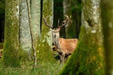 Red deer undergrowth - Boutissaint Burgundy France