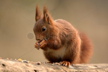 Red squirrel eating seeds - Finland