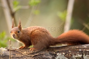 Red squirrel on a tree trunk lying - Finland