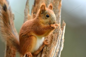 Red squirrel eating on a tree trunk - Finland