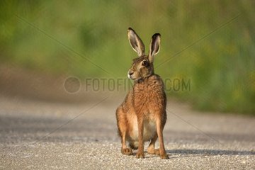 Brown Hare on a path - Loire Valley France