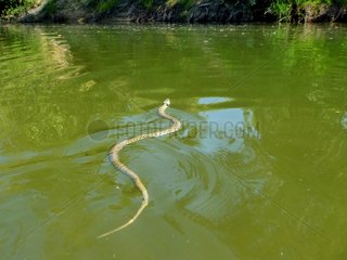 Snake swimming in the Loire river - Loire Valley France