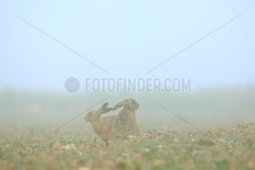 Brown hares in the morning mist - Burgundy France