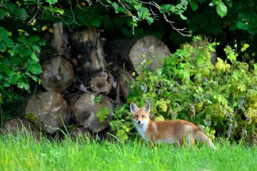 Red fox near the forest - Burgundy France