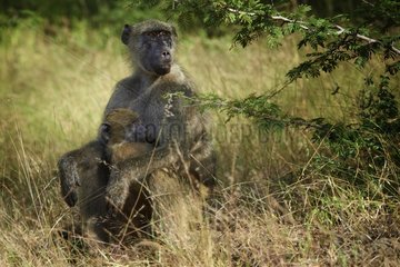 Chacma baboon and young sitting on grass - Zimbabwe