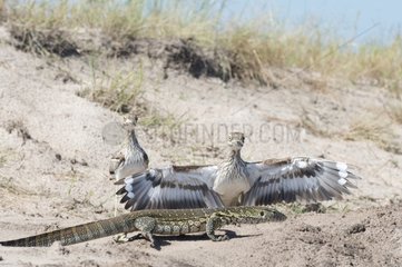 Spotted thick-knee and Nile Monitor - Chobe Botswana