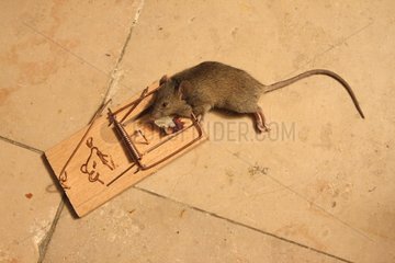 Maus tot in einer Tapette auf einer Workbench Frankreich