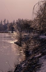 Vegetation mit Frost am Ufer der Loire in Touren bedeckt