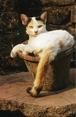Katze in einem Eimer Indien liegt