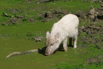 Junge weiße Wildschwein trinken in einem Waldteich Frankreich