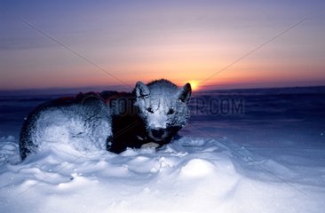 Maske des Frosts auf einem Schlittenhund in Ruhe