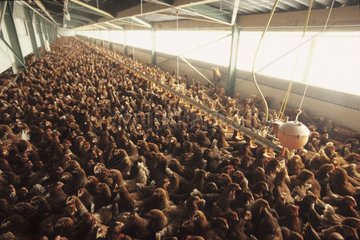 Hens shut away in an industrial breeding Prevention H5N1