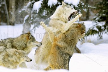 Leader male wolf ruling over the pack Montana USA