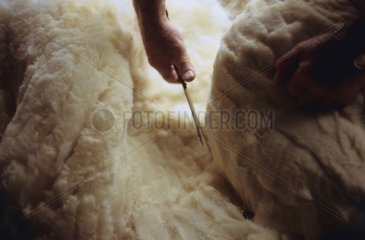 Schaf Mähen mit einer alten Methode Cloghane Irland