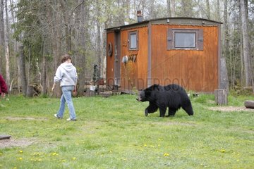 Woman and Black Bear Vince Shute Wildlife Sanctuary USA