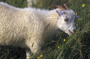 Cashmere goat grazing Shetland islands